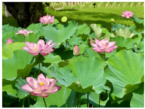 写真1