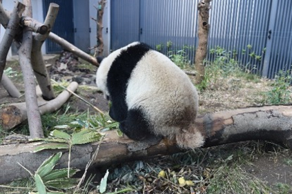 シャンシャンの写真