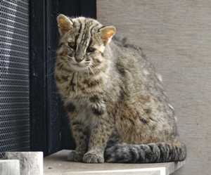 ツシマヤマネコの写真