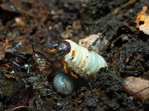 カブトムシの幼虫の写真