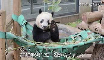 シャンシャンの画像