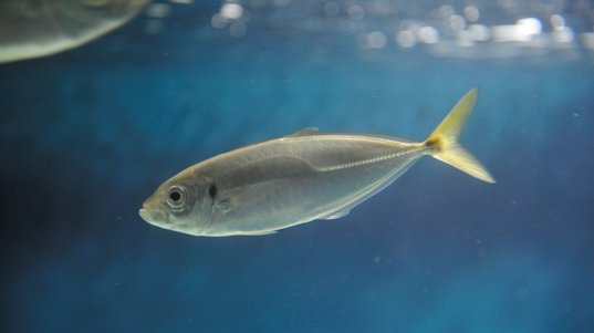 魚の写真