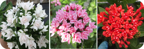 研究成果の写真1