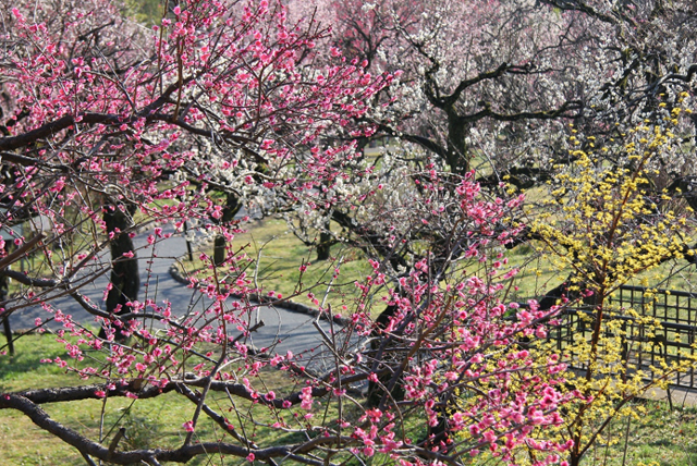 神代植物公園 早春の催し｜東京都
