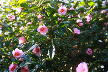 神代植物公園 早春の催し｜東京都